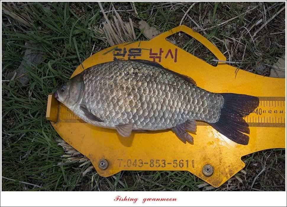 매전지 사짜달천강 사짜추평지 조황 (조황조행기 - 특파원조황)