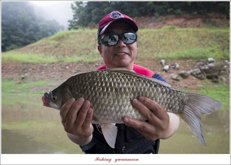 실리곡 43 cm신리 월척화곡지 호조황 (조황조행기 - 특파원조황)