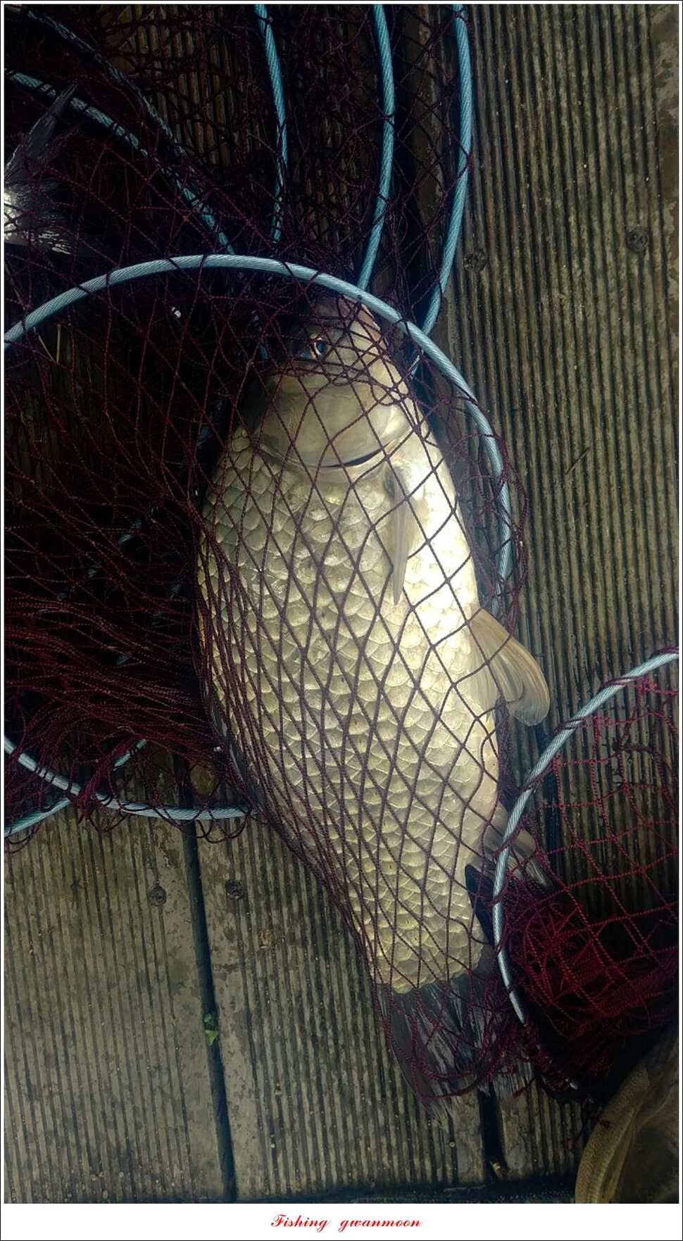 청풍 신리 44 cm 및 마릿수 월척 신매 월척 조황 (조황조행기 - 특파원조황)