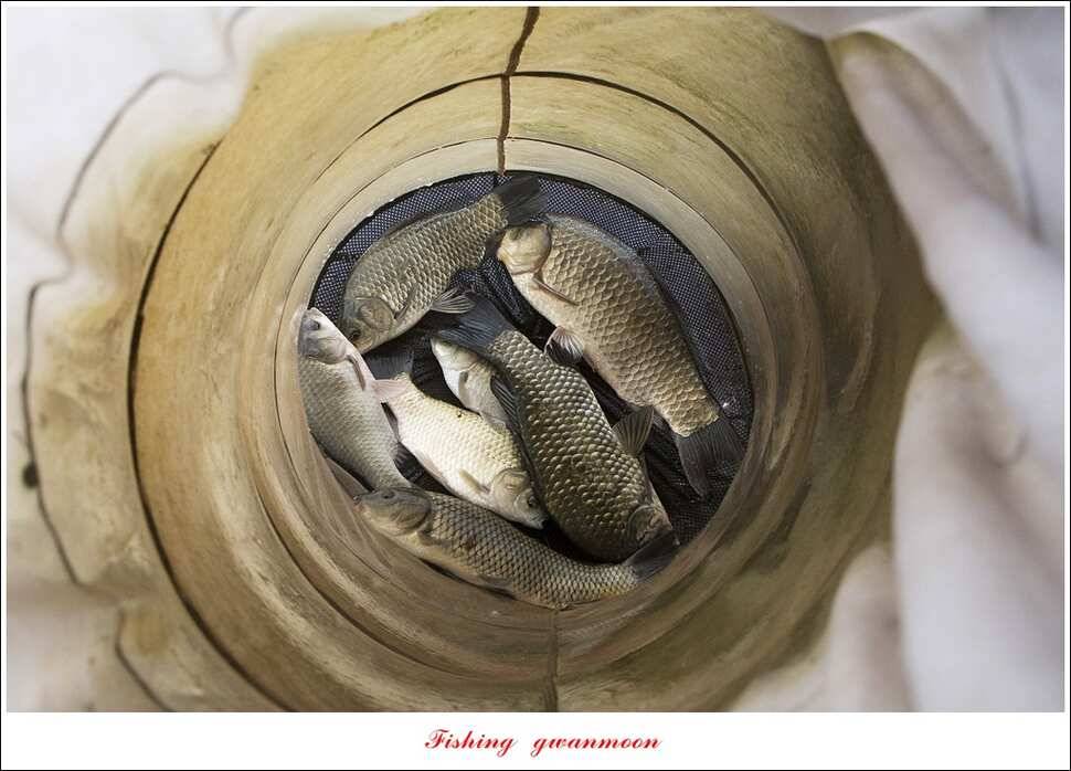병호 44 cm38 cm솔 37 cm 외 마릿수 월척 조황 (조황조행기 - 특파원조황)