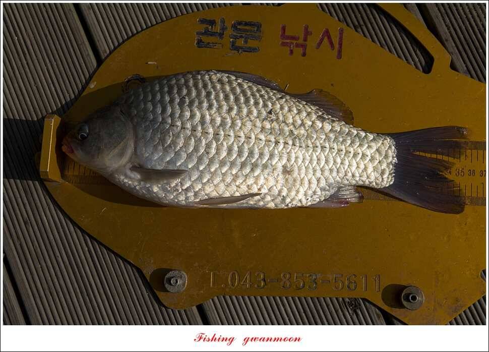 제일 44 cm418 cm신매 허리급 월척 (조황조행기 - 특파원조황)