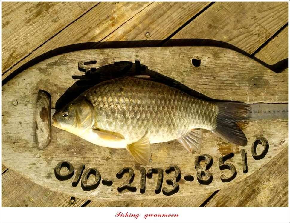 한버들 45 cm 외 사짜사짜 대박 (조황조행기 - 특파원조황)