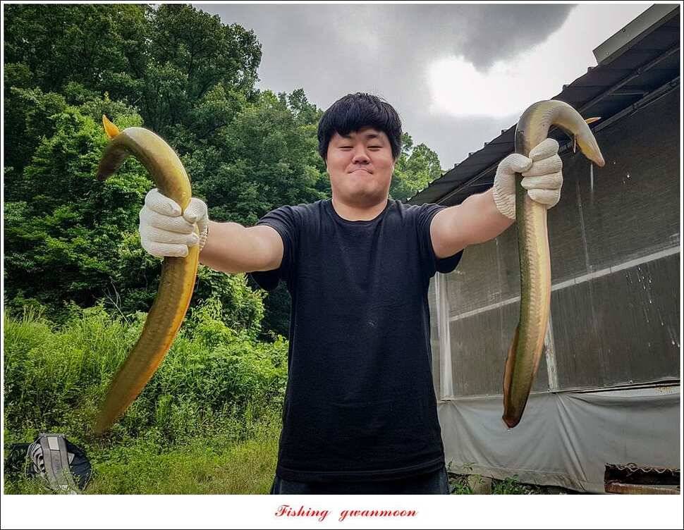 늘푸른 장어 대박청풍 신리 월척 조황 (조황조행기 - 특파원조황)