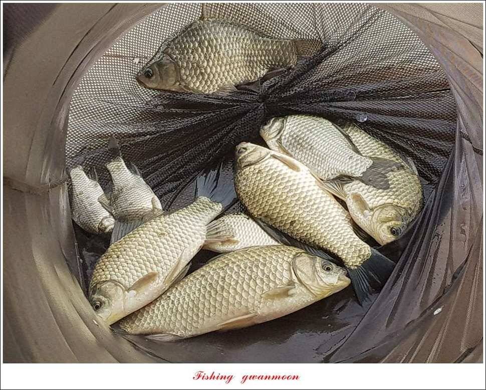 신매 42 cm 돌감 허리급한버들실리곡달천강 월척 조황 (조황조행기 - 특파원조황)