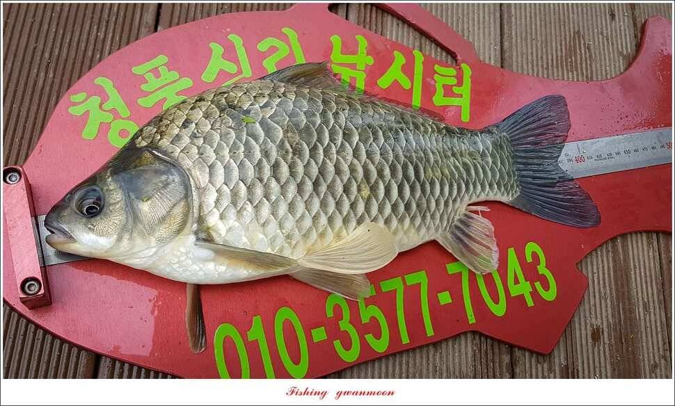 충주호 오름수위 대박 조황 (조황조행기 - 특파원조황)