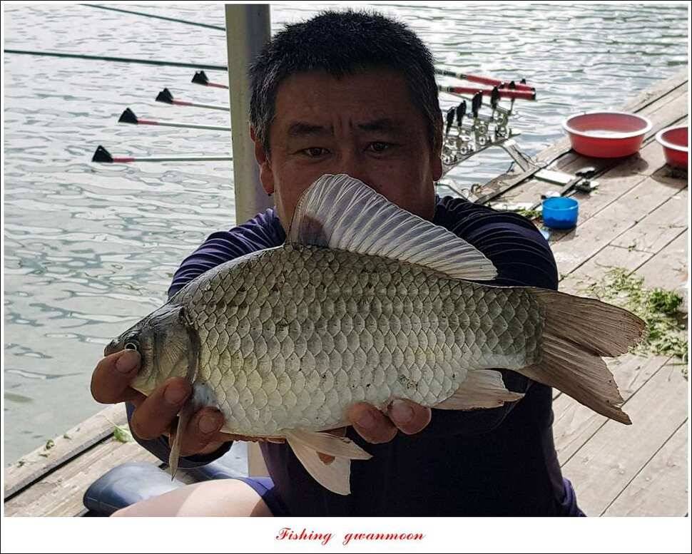 신리 46cm41cm병호 41cm돌감 40 cm (조황조행기 - 특파원조황)