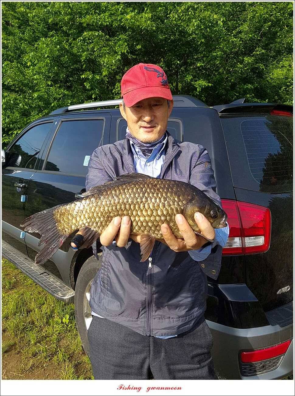 돌감 40 cm40 cm신리 42 cm 화곡지 사짜 조황 (조황조행기 - 특파원조황)