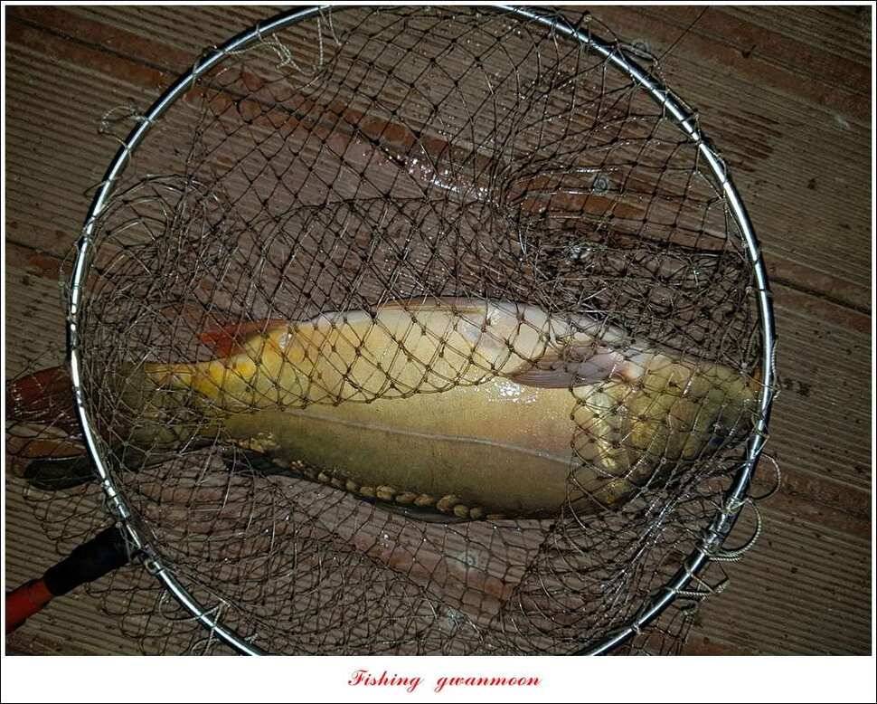 신매 415 cm실리곡 허리급 및 마릿수 월척 (조황조행기 - 특파원조황)