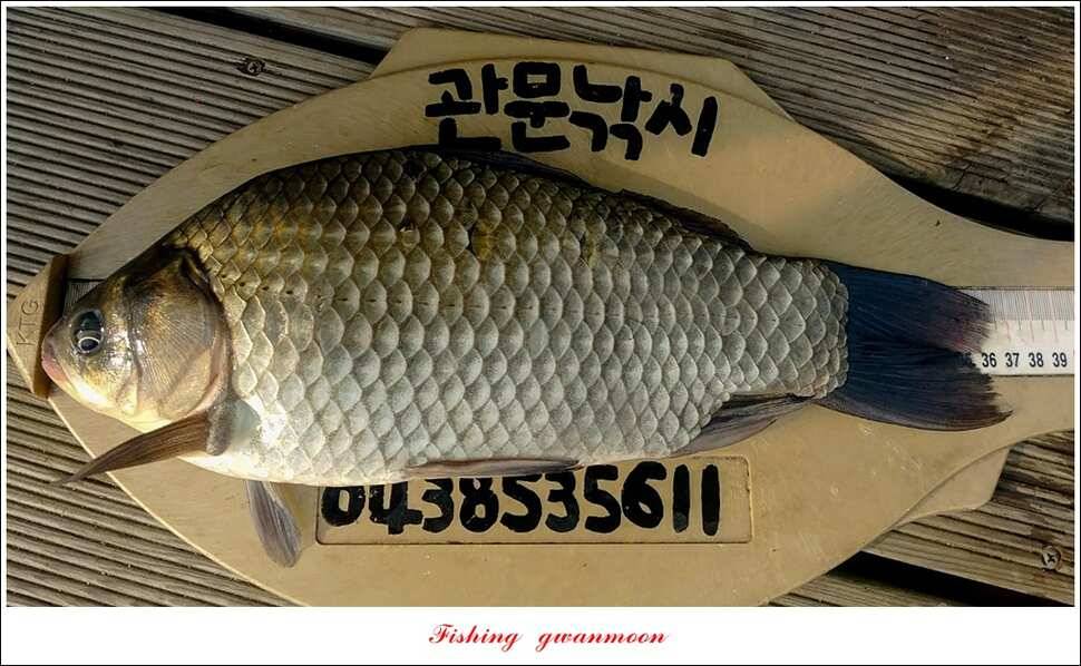 신매 허리급돌감 월척 조황 (조황조행기 - 특파원조황)