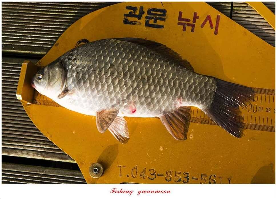 신매실리곡한버들 월척 조황 (조황조행기 - 특파원조황)