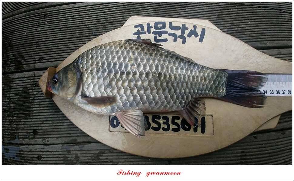 신매윤병호돌감 좌대 월척 조황 (조황조행기 - 특파원조황)