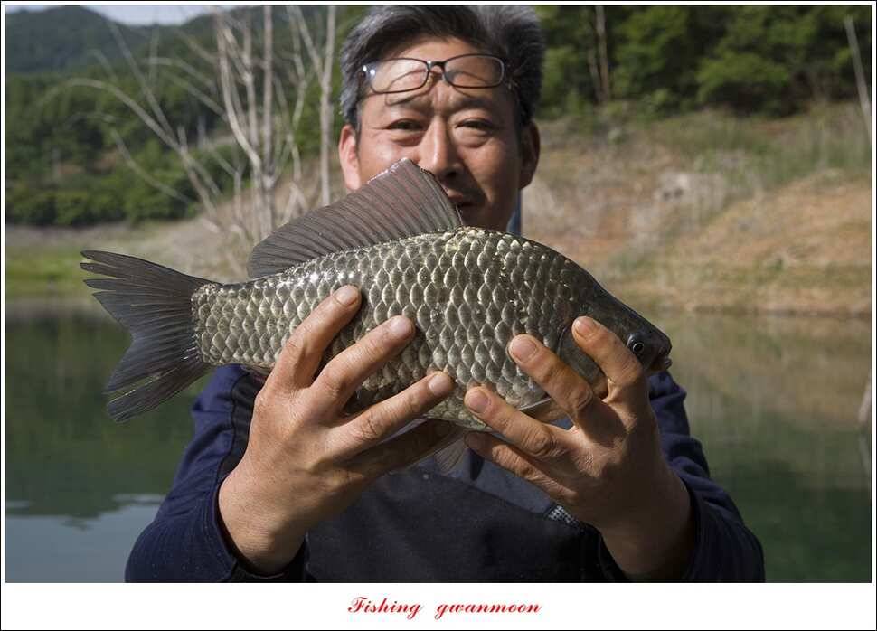 돌감 40 cm40 cm신리 42 cm 화곡지 사짜 조황 (조황조행기 - 특파원조황)