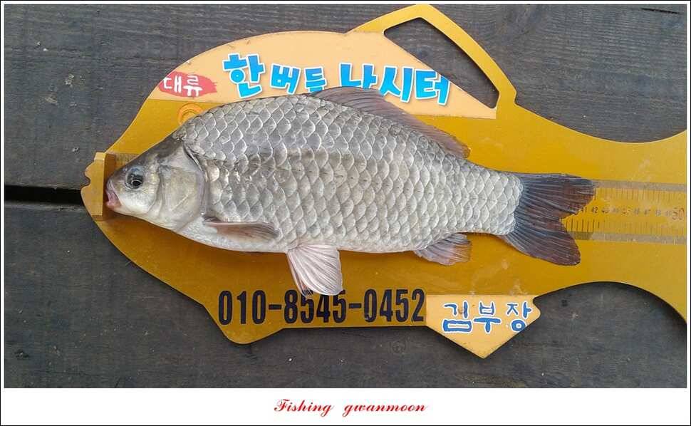 충주호 사짜 대박칠성지 사짜 (조황조행기 - 특파원조황)