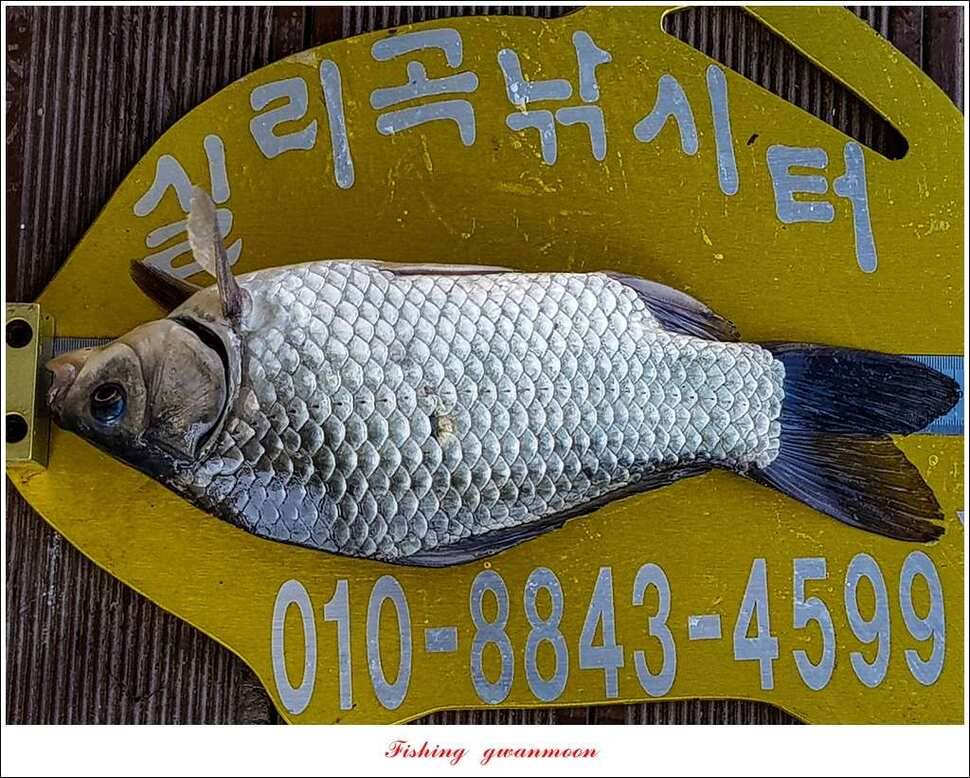 실리곡 허리급 월척 조황 (조황조행기 - 특파원조황)