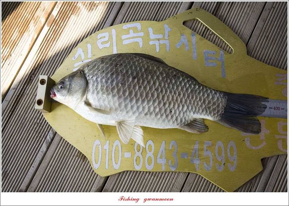 돌감 마릿수 월척실리곡 마릿수 월척칠성지소이지 월척 조황 (조황조행기 - 특파원조황)