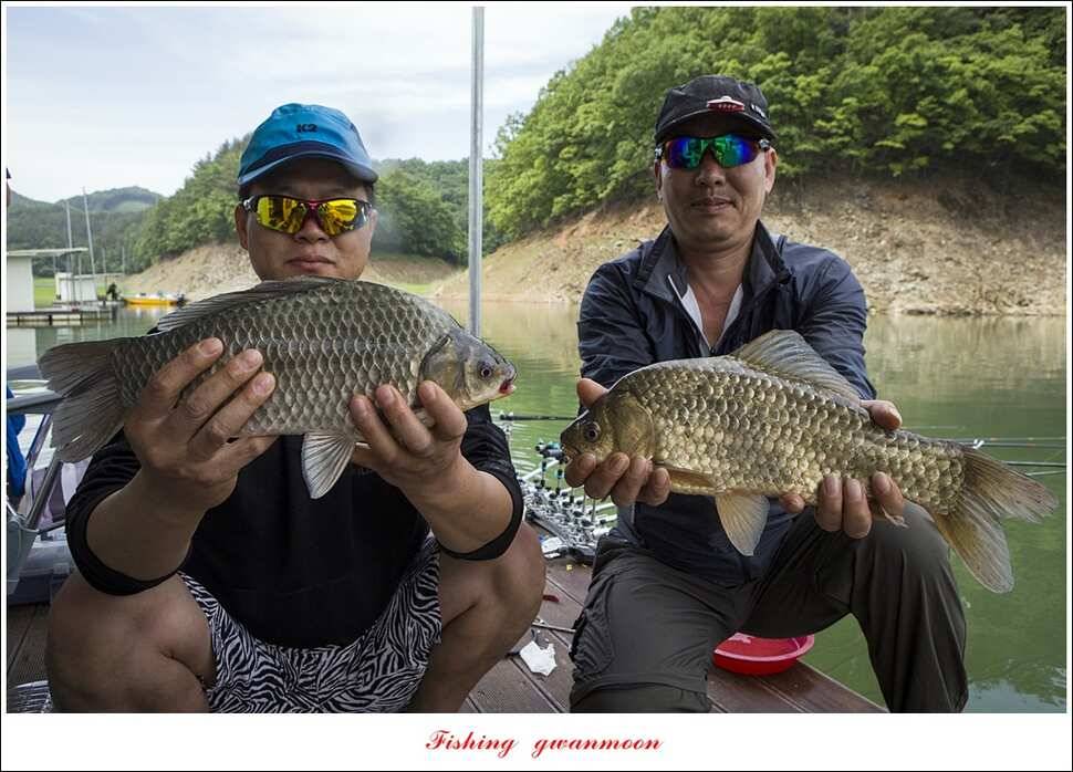 돌감 40 cm40 cm신리 42 cm 화곡지 사짜 조황 (조황조행기 - 특파원조황)