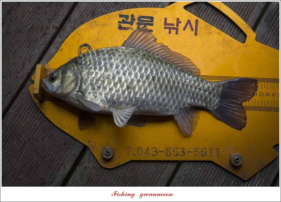 돌감한버들실리곡제일 월척 조황 (조황조행기 - 특파원조황)