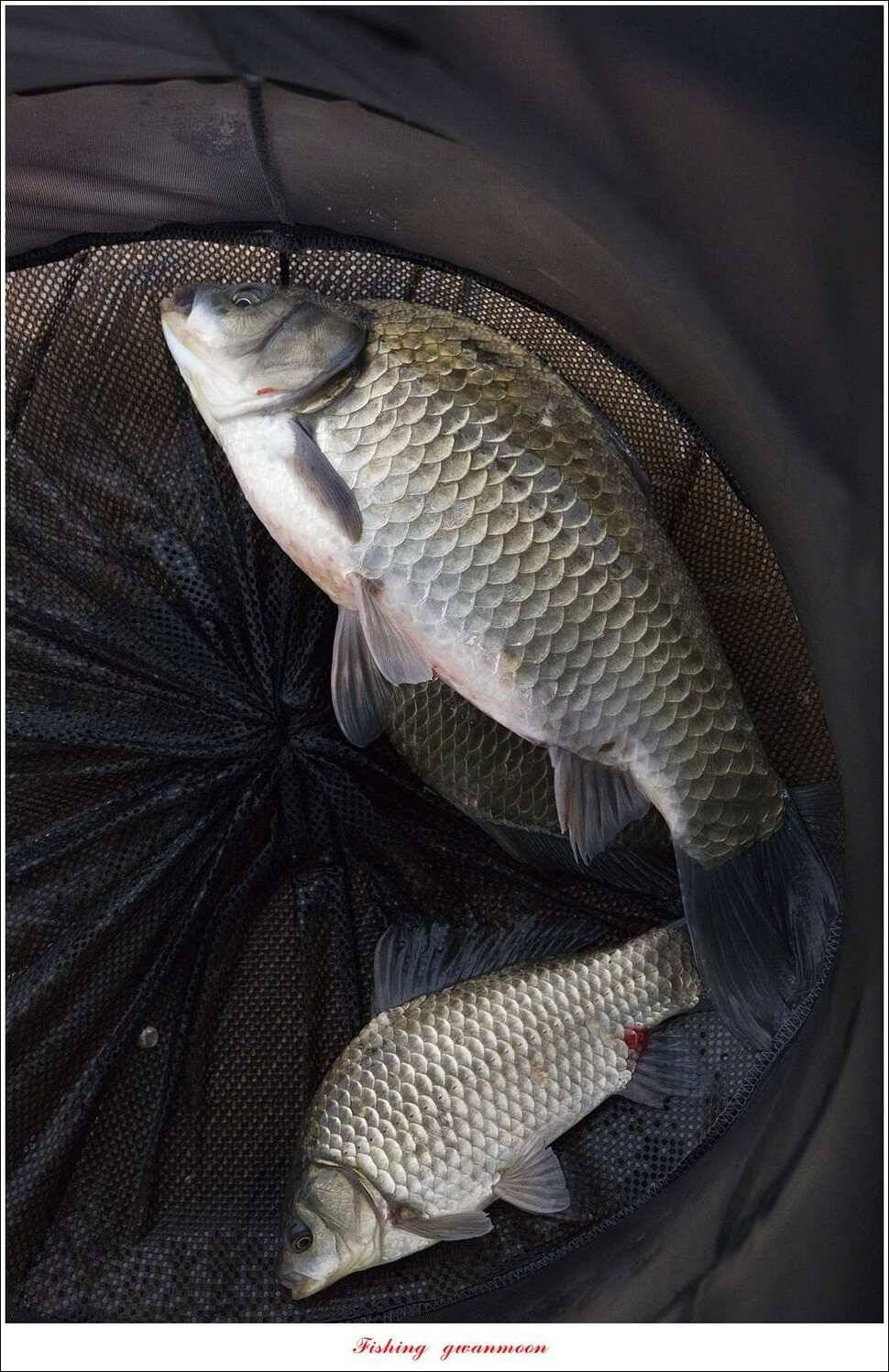 윤 낚시터 41 cm 늘푸른 16 kg 장어실리곡 37 cm한버들 월척 조황 (조황조행기 - 특파원조황)