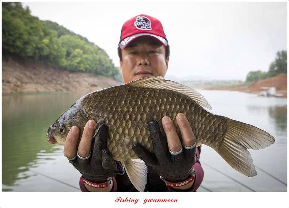 청풍 신리 낚시터 435 cm40 cm (조황조행기 - 특파원조황)