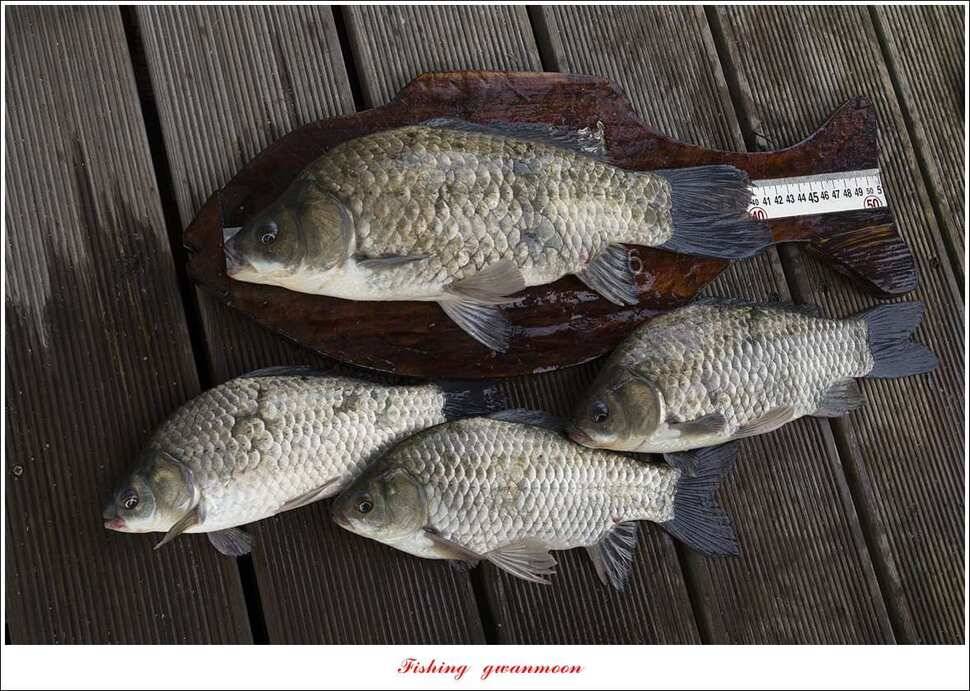 신매 40 cm 및 월척 조황 (조황조행기 - 특파원조황)