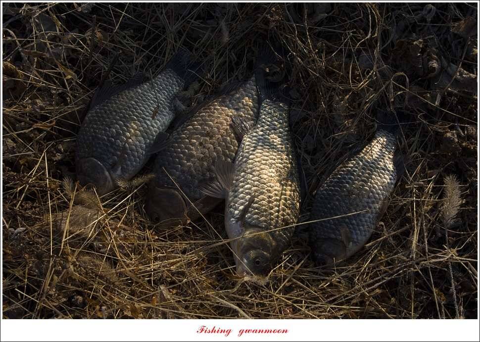 화곡지 마릿수 월척 조황 (조황조행기 - 특파원조황)
