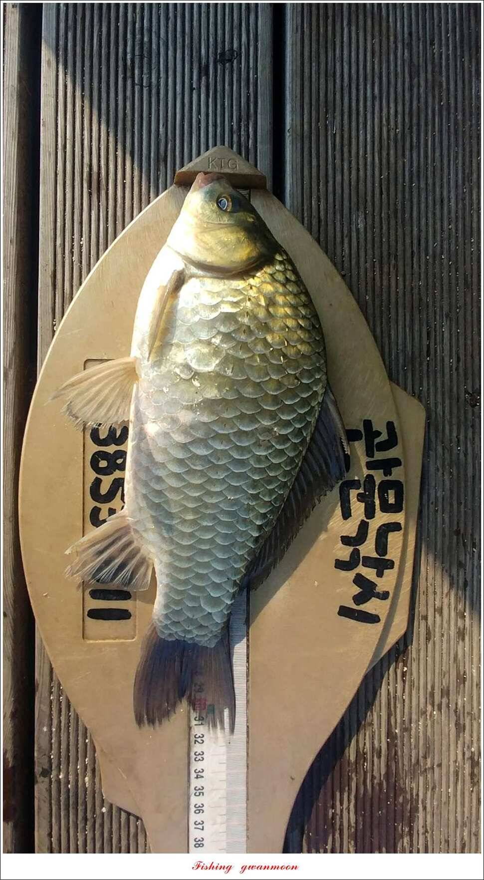 화곡지한버들돌감실리곡신매 조황 (조황조행기 - 특파원조황)