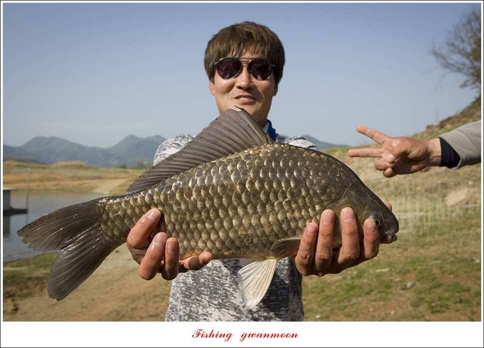 한버들 45 cm 외 사짜사짜 대박 (조황조행기 - 특파원조황)