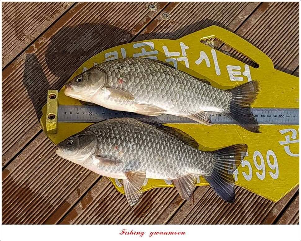 돌감한버들실리곡제일 월척 조황 (조황조행기 - 특파원조황)