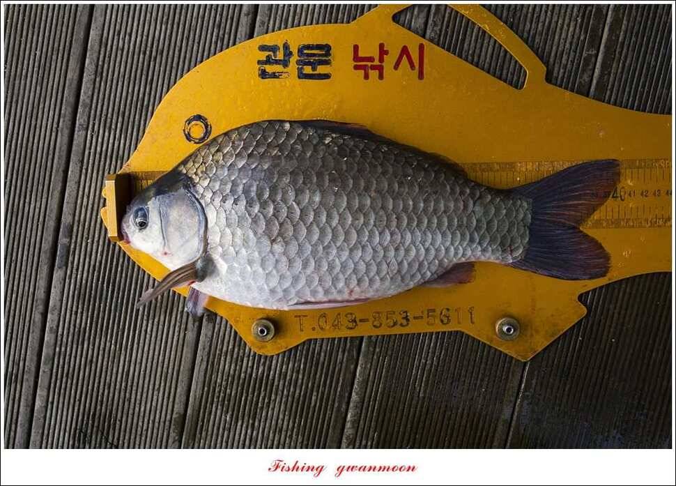 신매 사짜매전지 대물한버들 월척 조황 (조황조행기 - 특파원조황)