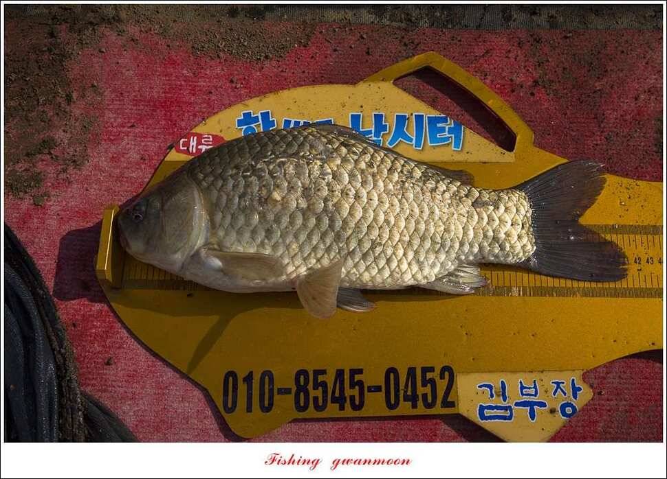 한버들 45 cm 외 사짜사짜 대박 (조황조행기 - 특파원조황)