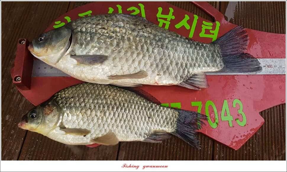 청풍 신리 39 cm실리곡 월척 조황 (조황조행기 - 특파원조황)