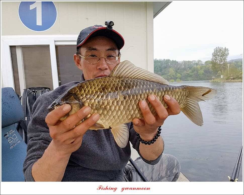 실리곡 사짜화곡지 사짜한버들 38cm 조황 (조황조행기 - 특파원조황)