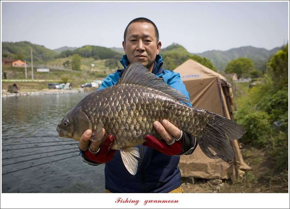 추평지 504 cm485 cm화곡지돌감실리곡 조황 (조황조행기 - 특파원조황)