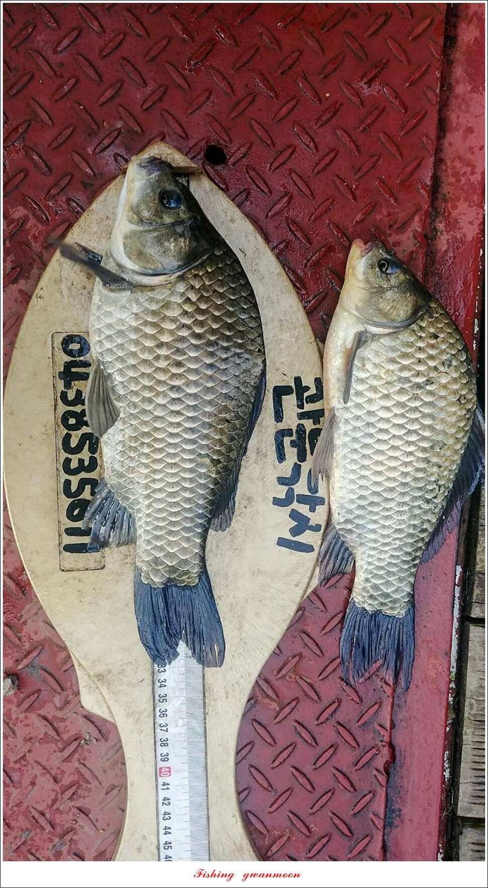 제일 사짜신매돌감 월척 조황 (조황조행기 - 특파원조황)
