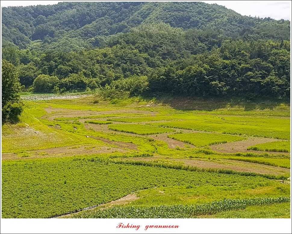 병호 대물 장어신매실리곡 월척 조황 (조황조행기 - 특파원조황)