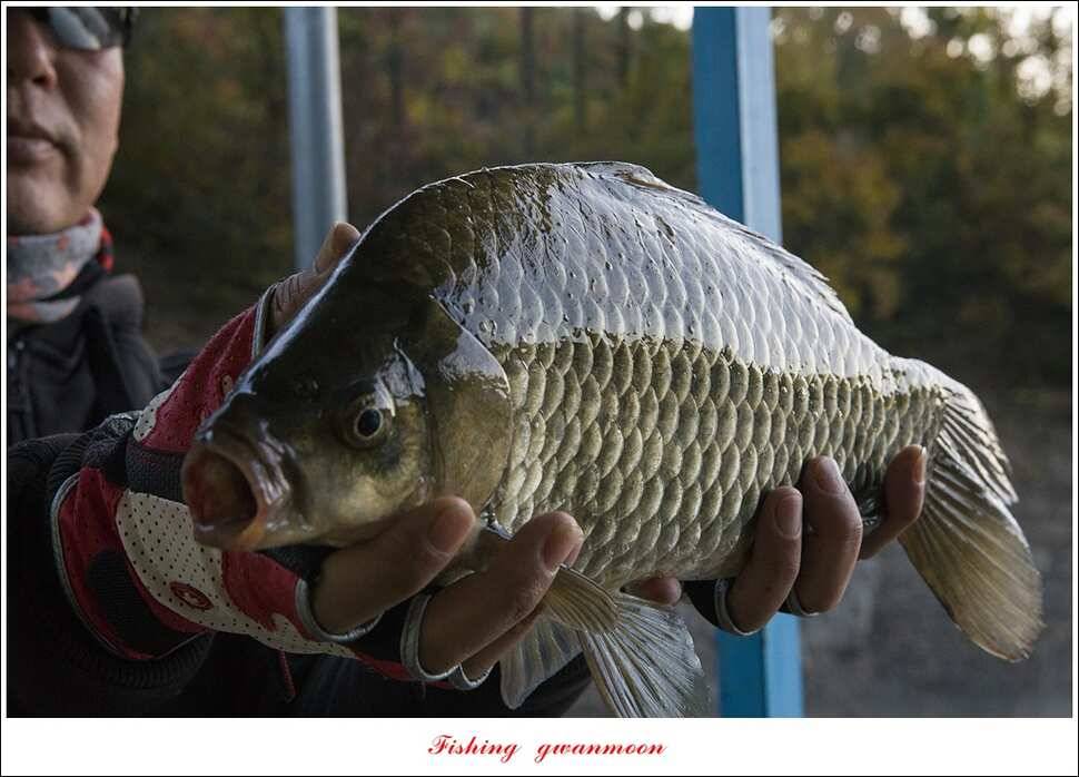 신매 42 cm 돌감 허리급한버들실리곡달천강 월척 조황 (조황조행기 - 특파원조황)
