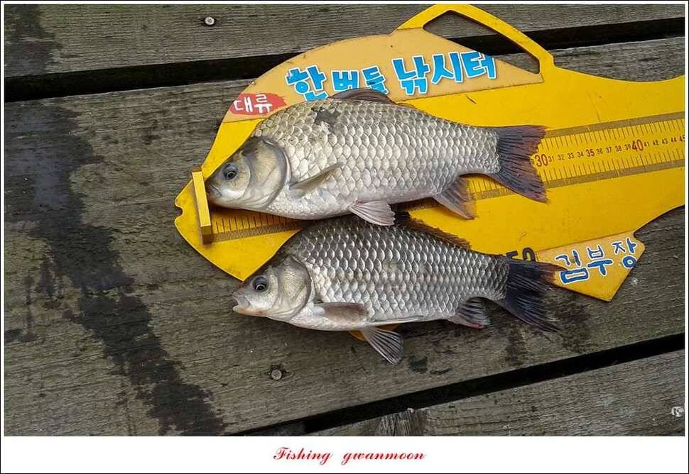 신매 42 cm 돌감 허리급한버들실리곡달천강 월척 조황 (조황조행기 - 특파원조황)