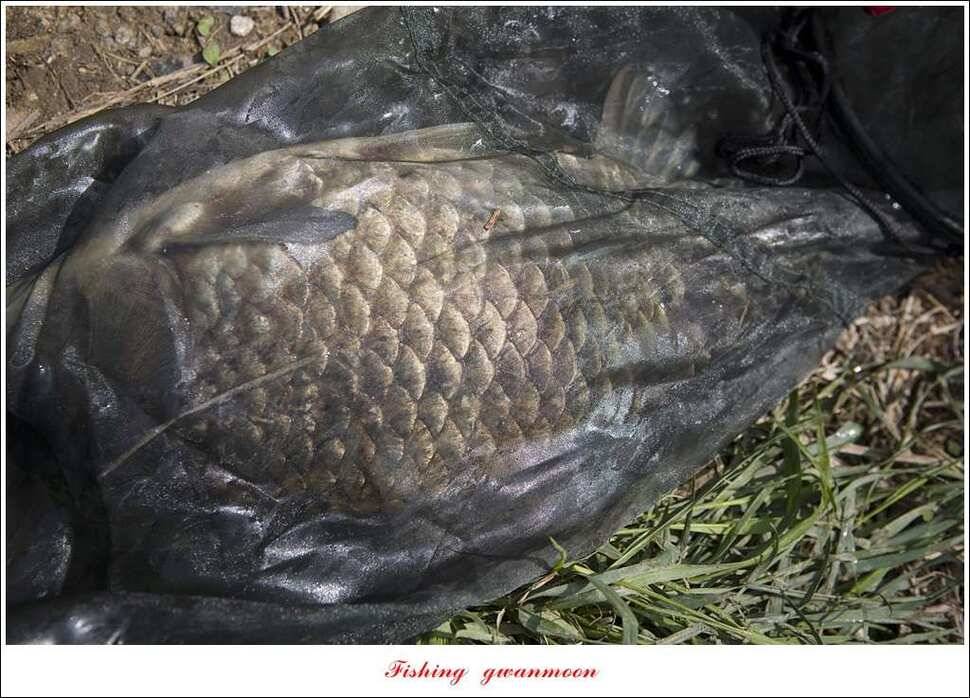추평지 504 cm485 cm화곡지돌감실리곡 조황 (조황조행기 - 특파원조황)