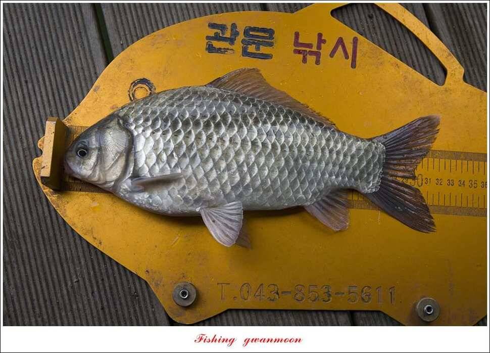 돌감한버들실리곡제일 월척 조황 (조황조행기 - 특파원조황)