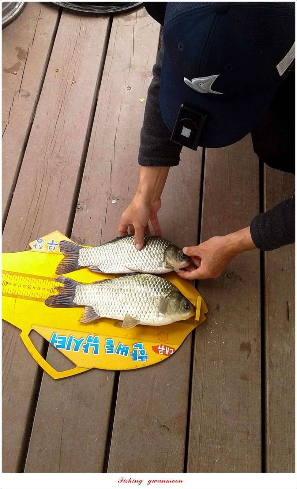 신매 42 cm 돌감 허리급한버들실리곡달천강 월척 조황 (조황조행기 - 특파원조황)