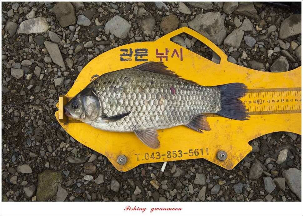 추평지 사짜병호 38 cm돌감한버들 실리곡 월척 조황 (조황조행기 - 특파원조황)