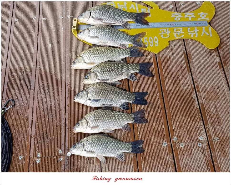 화곡지한버들돌감실리곡신매 조황 (조황조행기 - 특파원조황)