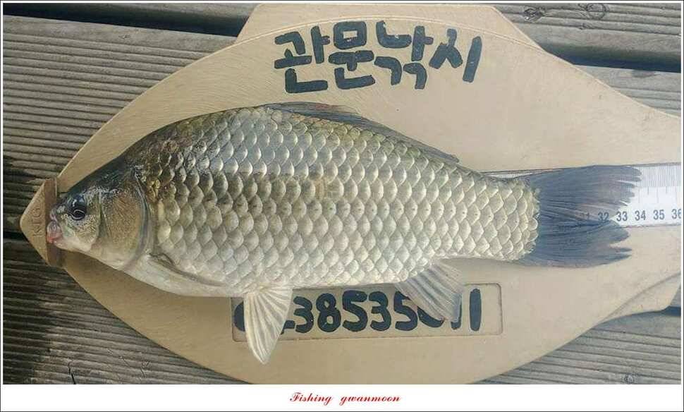 병호 대물 장어신매실리곡 월척 조황 (조황조행기 - 특파원조황)