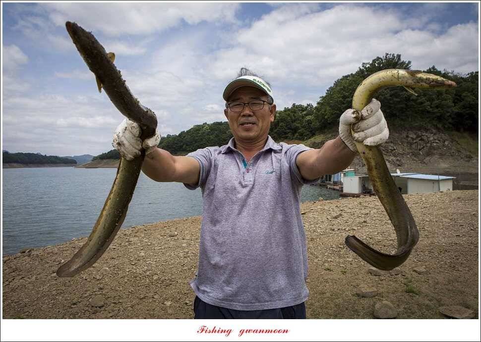 병호 대물 장어신매실리곡 월척 조황 (조황조행기 - 특파원조황)