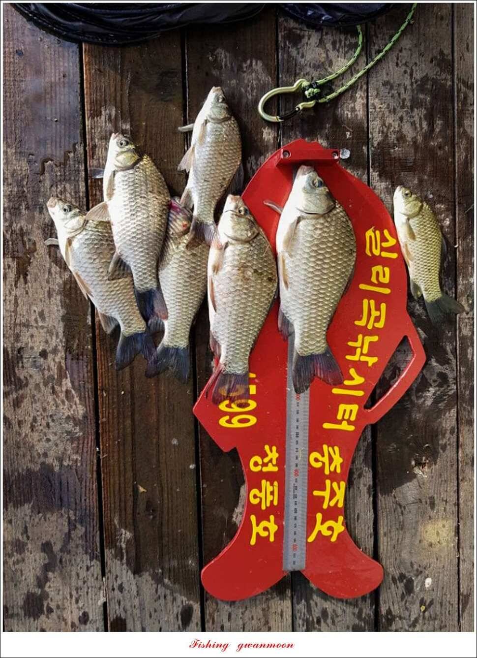 매전지화곡지돌감실리곡한버들 조황 (조황조행기 - 특파원조황)