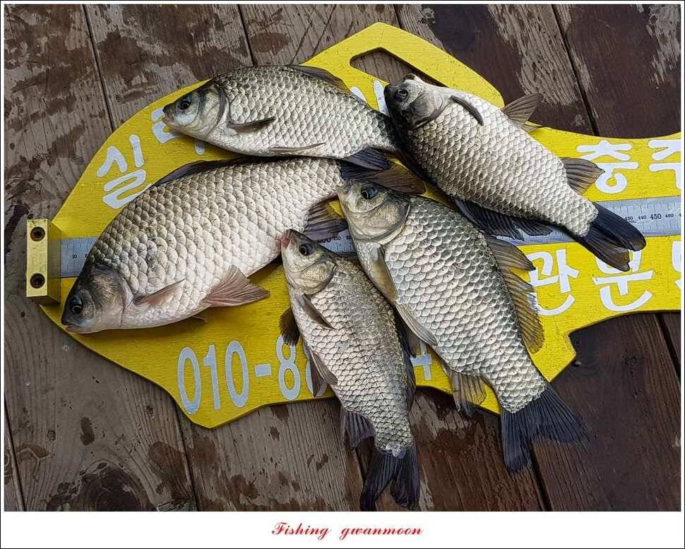 칠성지 사짜화곡지 신매 실리곡 월척 조황 (조황조행기 - 특파원조황)