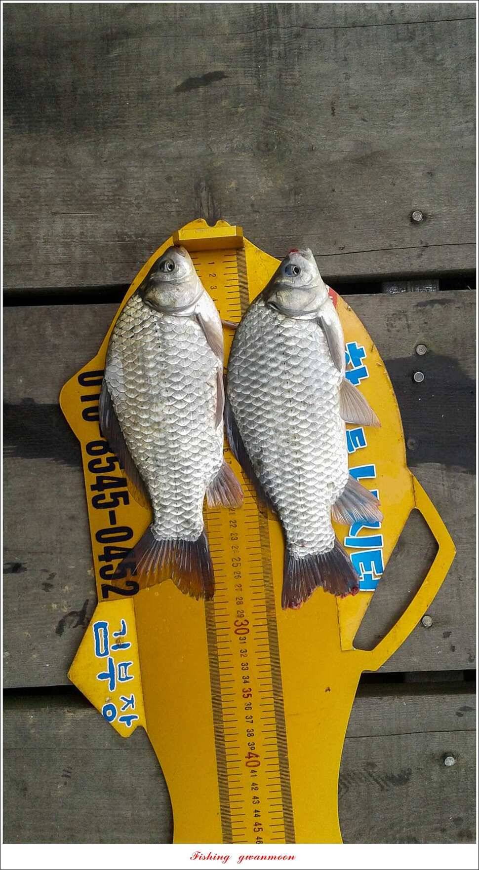 신매 혹부리 445 cm병호 41 cm실리곡한버들두무소 월척 조황 (조황조행기 - 특파원조황)