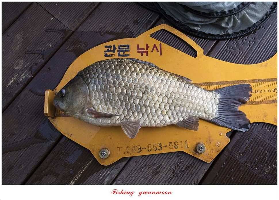 병호 44 cm38 cm솔 37 cm 외 마릿수 월척 조황 (조황조행기 - 특파원조황)