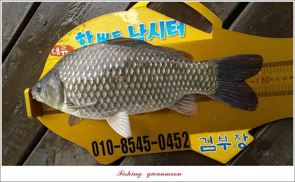 추평 465 cm칠성지 사짜충주호 조황 (조황조행기 - 특파원조황)