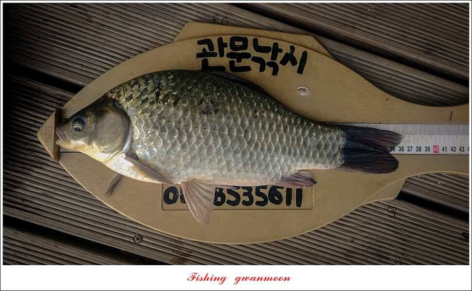 신매 허리급실리곡한버들 월척 및 마릿수 조황 (조황조행기 - 특파원조황)